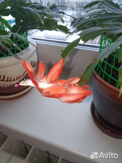 Декабристы-Шлюмбергеры, здоровые, пышные