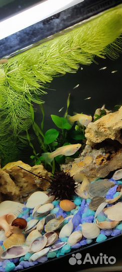 Продам Гуппи