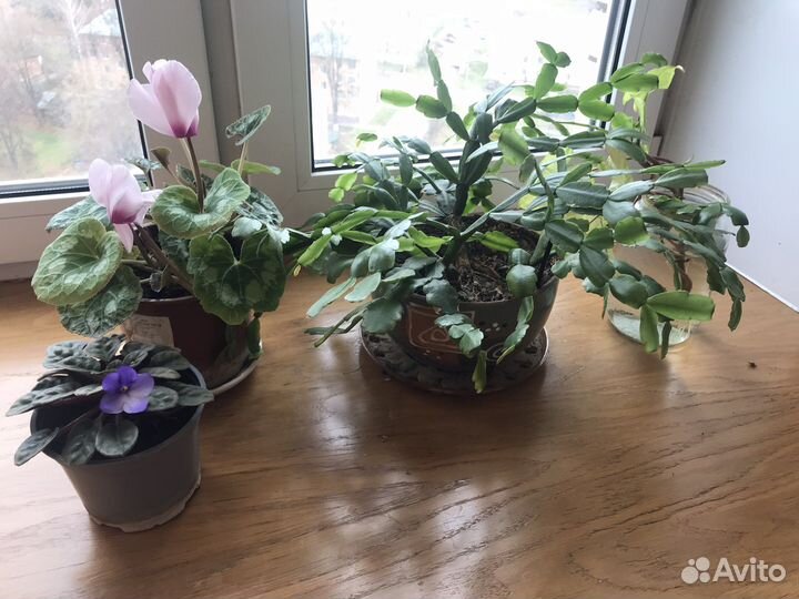 Комнатные растения