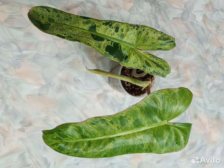 Филодендрон параисо верде