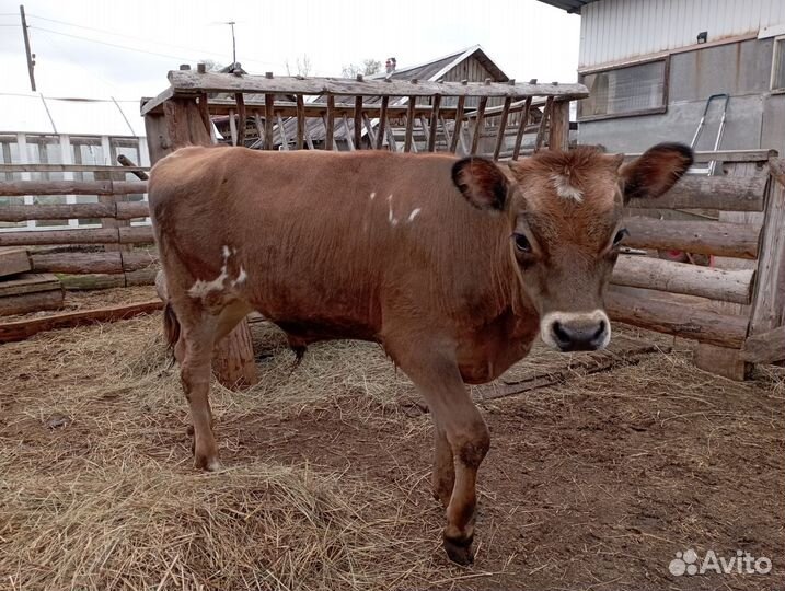 Корова дойная и бычок