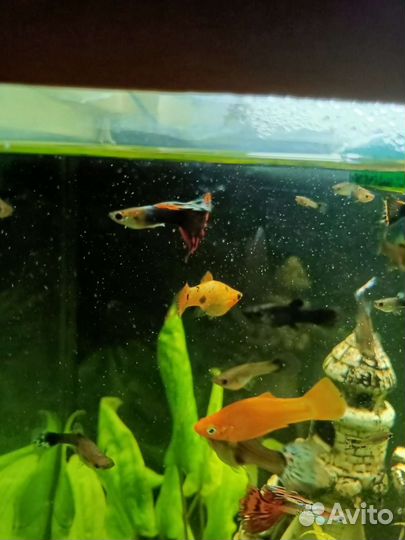 Гуппи молодняк