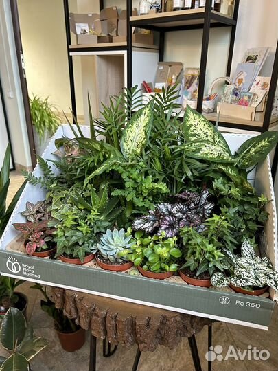 Комнатные цветы