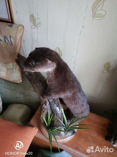 Чучело норки