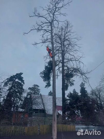 Спил деревьев Г.химки