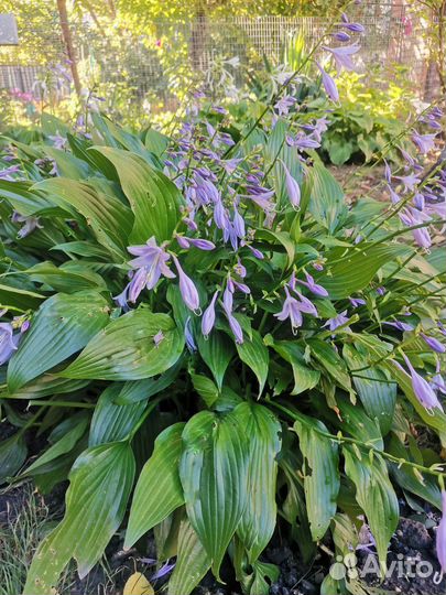 Хоста - большой куст