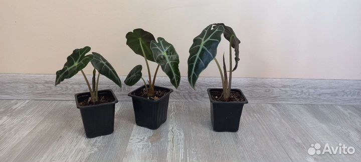 Алоказия полли