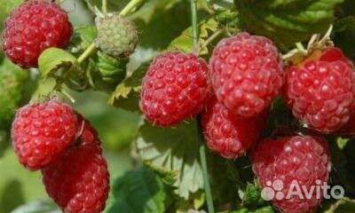 Малина Метеор и Жёлтый гигант