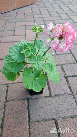 Цветы на 1 сентября