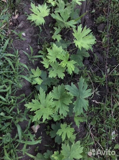 Дельфиниум