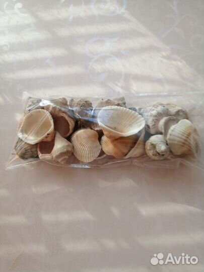 Морские ракушки