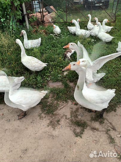 Гуси горячего копчения