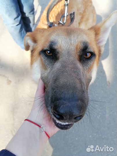 Честеру плохо без людей