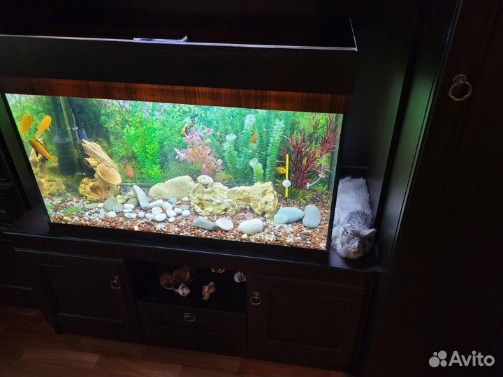 Аквариум с рыбками