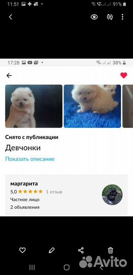 Отдам белую деву шпица 1,5 года и той-терьера 6лет