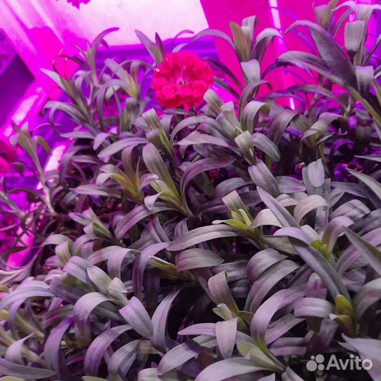 Гвоздика ампельная и кустовая