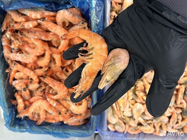 Креветки Гренландия