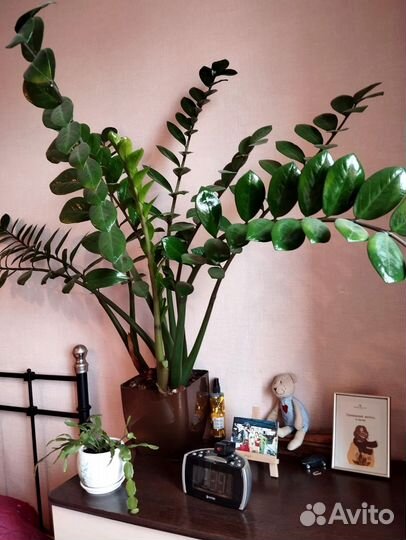 Замиокулькас