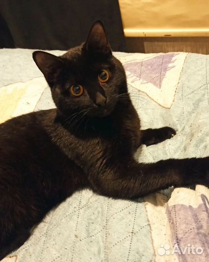 Кот