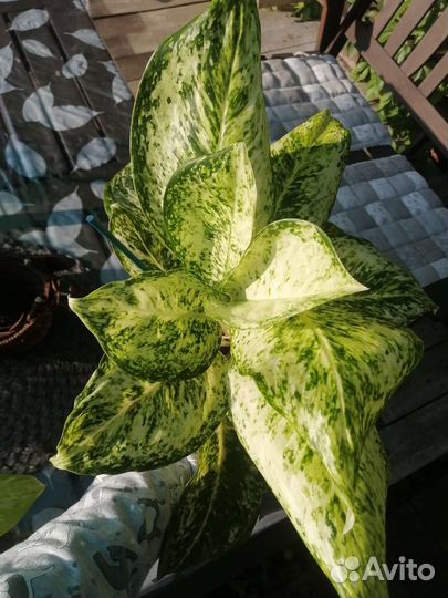 Аглаонема Phet samsee Diamond