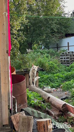 Собака ищет дом