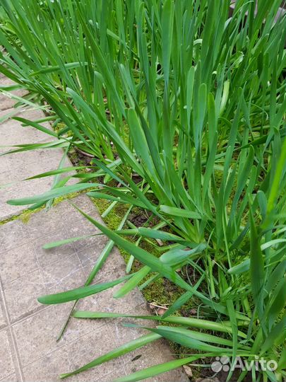 Лук мног Шнитт, слизун,ревень, мята,хрен