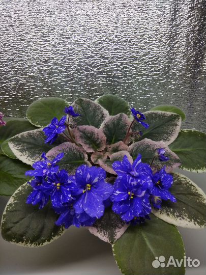 Фиалки разных сортов