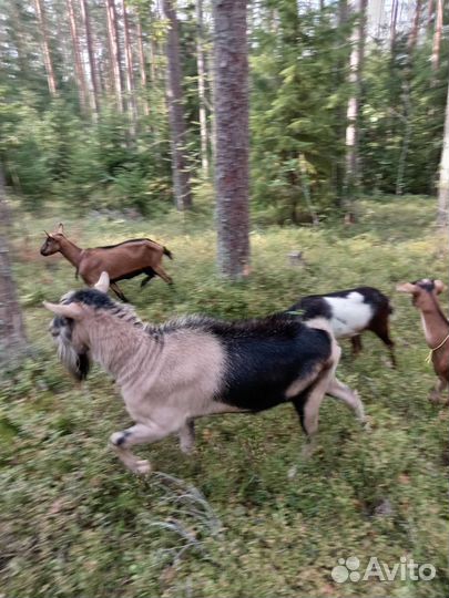 Козел альпийский покрыть