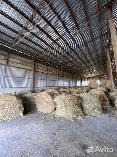 Продажа сена в рулонах