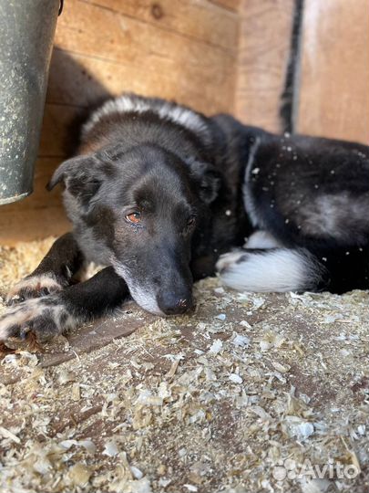 Пожилой Филимон ищет дом