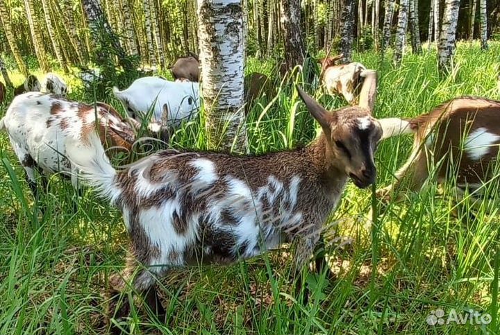 Камерунская коза