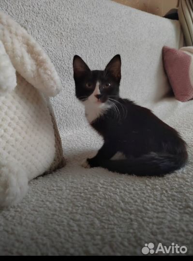 Котенок 3 месяца