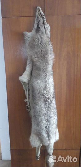 Шкура волка