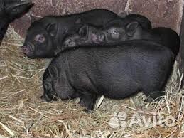 Вьетнамские поросята