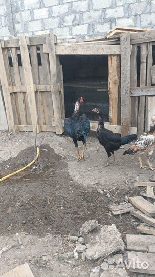 Бойцовые петухи