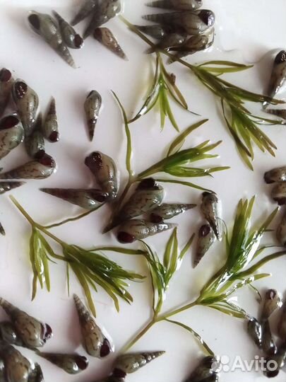 Гранифера улитка.Теодоксус.Запуск,чистка аквариума