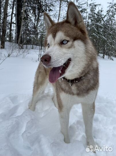 Хаски для вязки