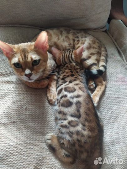 Бенгальские котята с документами