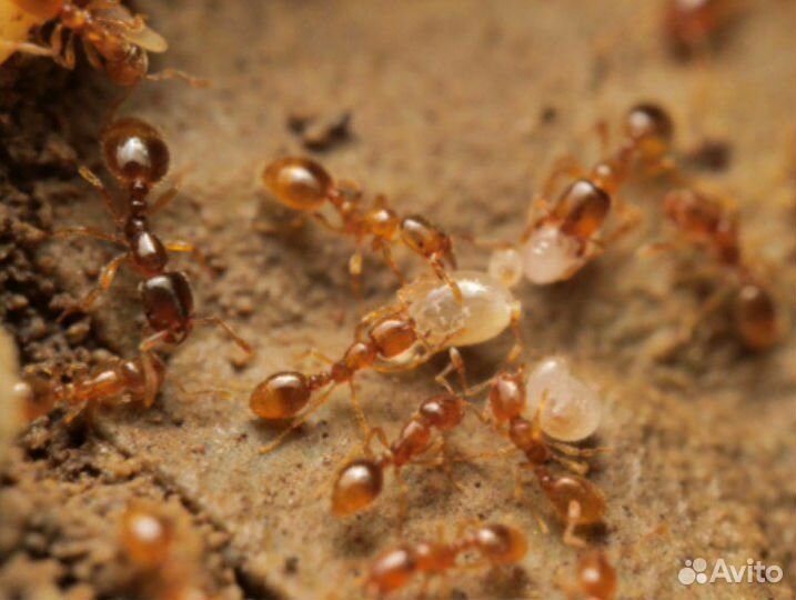 Муравей вор. solenopsis fugax