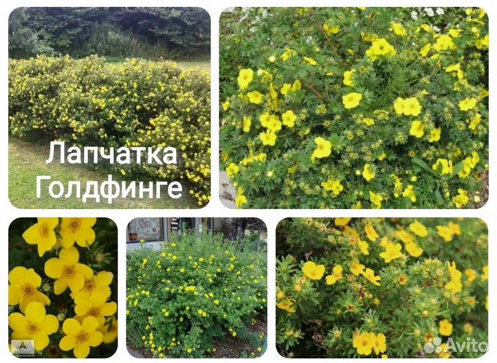 Лапчатка кустарниковая