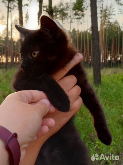 Котята в добрые руки 1.5 месяца