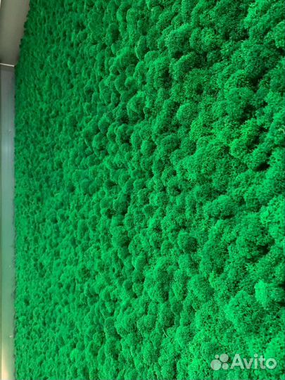 Стабилизированный мох, фито-стены