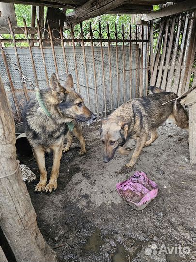 Немецкая Овчарка с документами