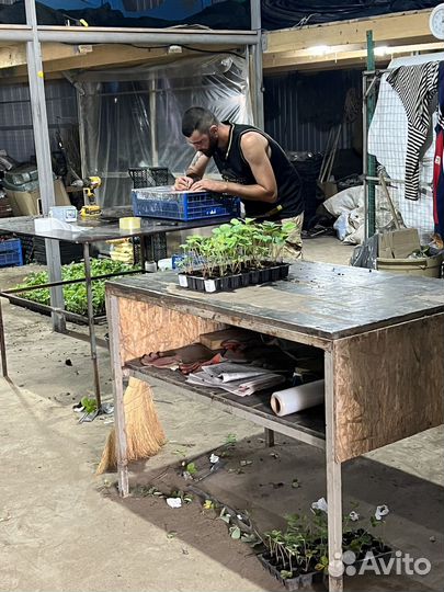 Рассада клубники