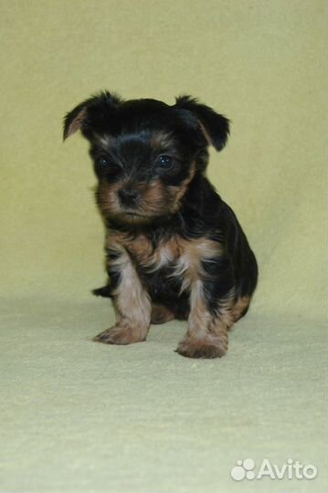 Продам щенков йорки