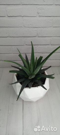 Суккуленты