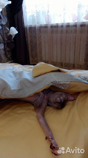 Сфинкс кошка бесплатно