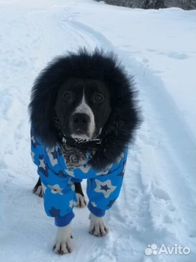 Пошив одежды для собак