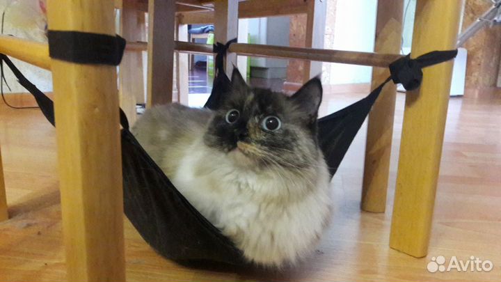Кошачий гамачек