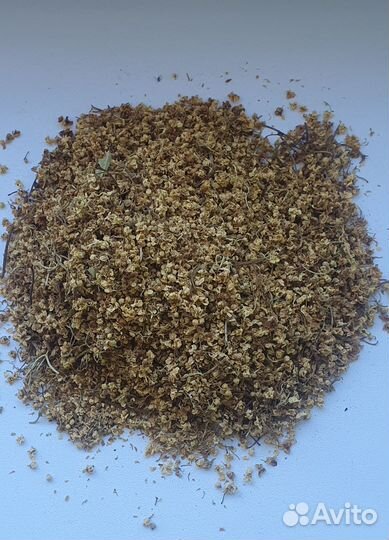 Таволга (лабазник вязолистный)